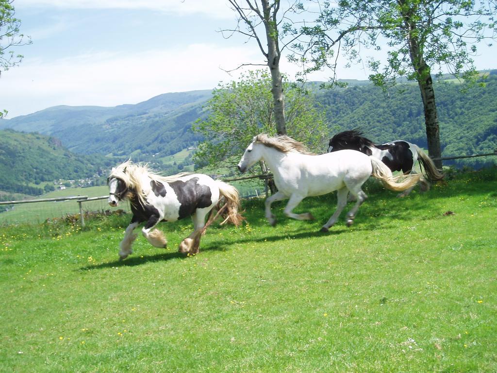 Domaine De La Chaux De Revel Guest House Saint-Martin-Valmeroux ภายนอก รูปภาพ